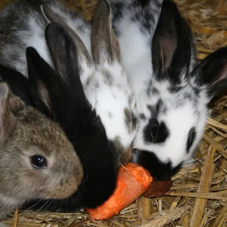 Çiftlik konaklama Lucht